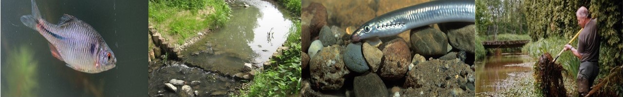 Beekprik, bittervoorn, vismigratie en opruimen schadelijke soorten 