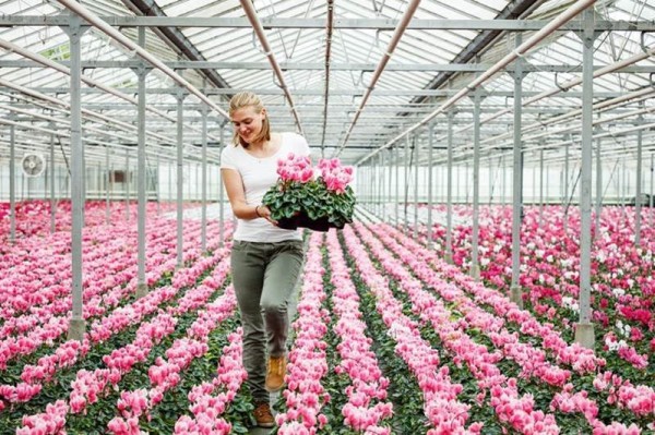 De winnende foto van de fotowedstrijd glastuinbouw – Serre met cyclamen - Copyright: Lien Vlaminck voor provincie Antwerpen De winnende foto van de fotowedstrijd glastuinbouw – Serre met cyclamen - Copyright: Lien Vlaminck voor provincie Antwerpen